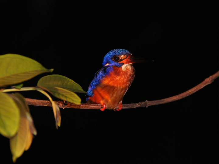 Kingfisher - Borneo
